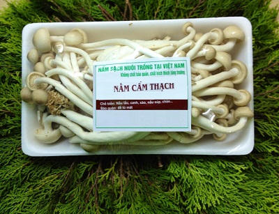 Kết quả hình ảnh cho Nấm cẩm thạch