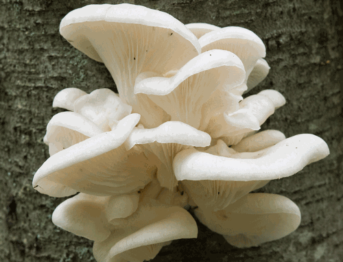 Kết quả hình ảnh cho Nấm sò