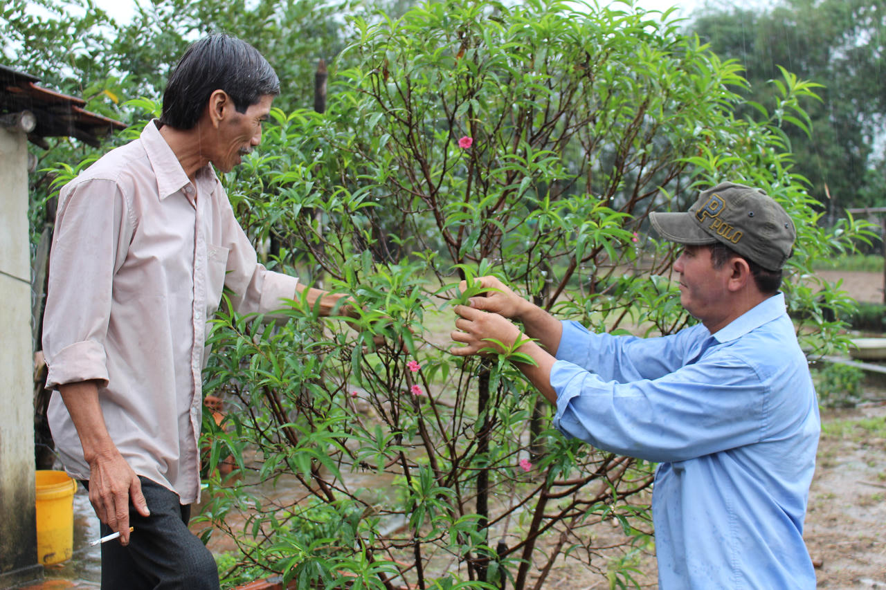 Độc đáo hoa đào xứ Bắc “làm dâu” trên miền đất Võ 