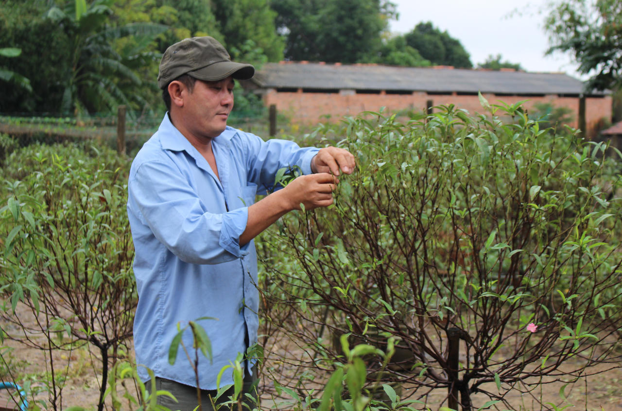 Độc đáo hoa đào xứ Bắc “làm dâu” trên miền đất Võ 