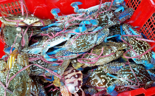 Kết quả hình ảnh cho Cách chọn ghẹ