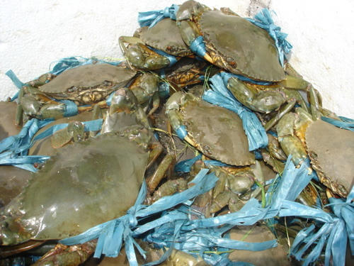 Kết quả hình ảnh cho Cách chọn cua