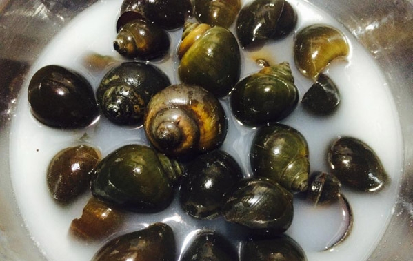 Kết quả hình ảnh cho nước vo gạo Ngâm và làm sạch ốc