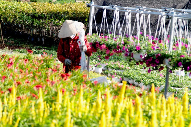 Xứ Kiểng Cái Mơn: Hương sắc tài tình