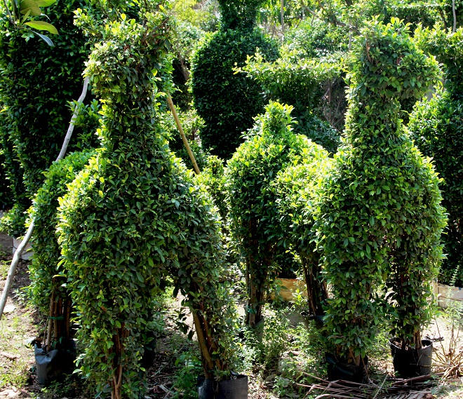 Xứ Kiểng Cái Mơn: Hương sắc tài tình