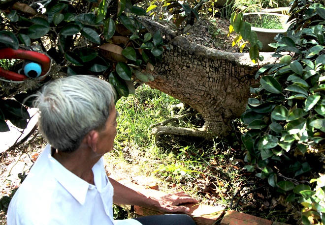 Xứ Kiểng Cái Mơn: Hương sắc tài tình