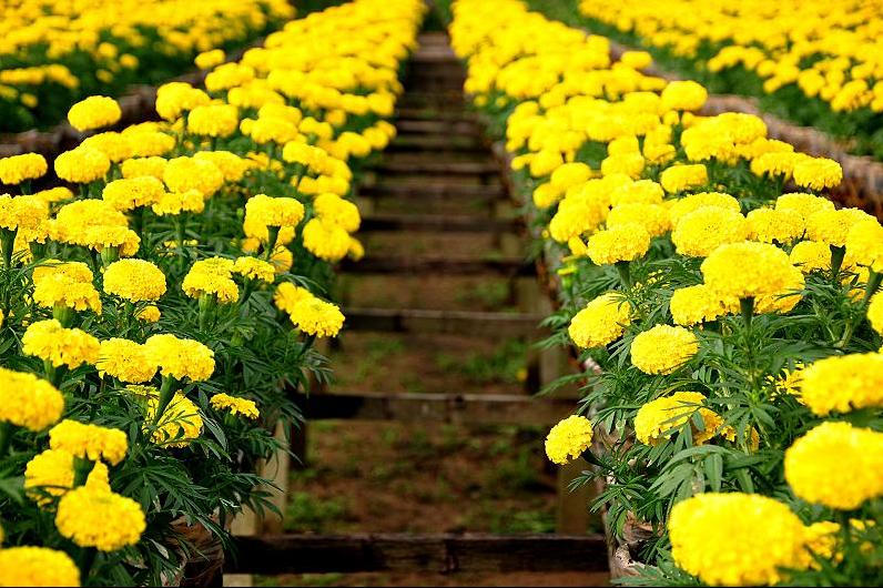 Kết quả hình ảnh cho cúc vạn thọ