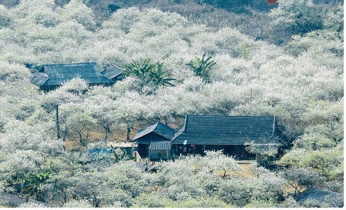 Kết quả hình ảnh cho Mộc Châu mùa hoa mận