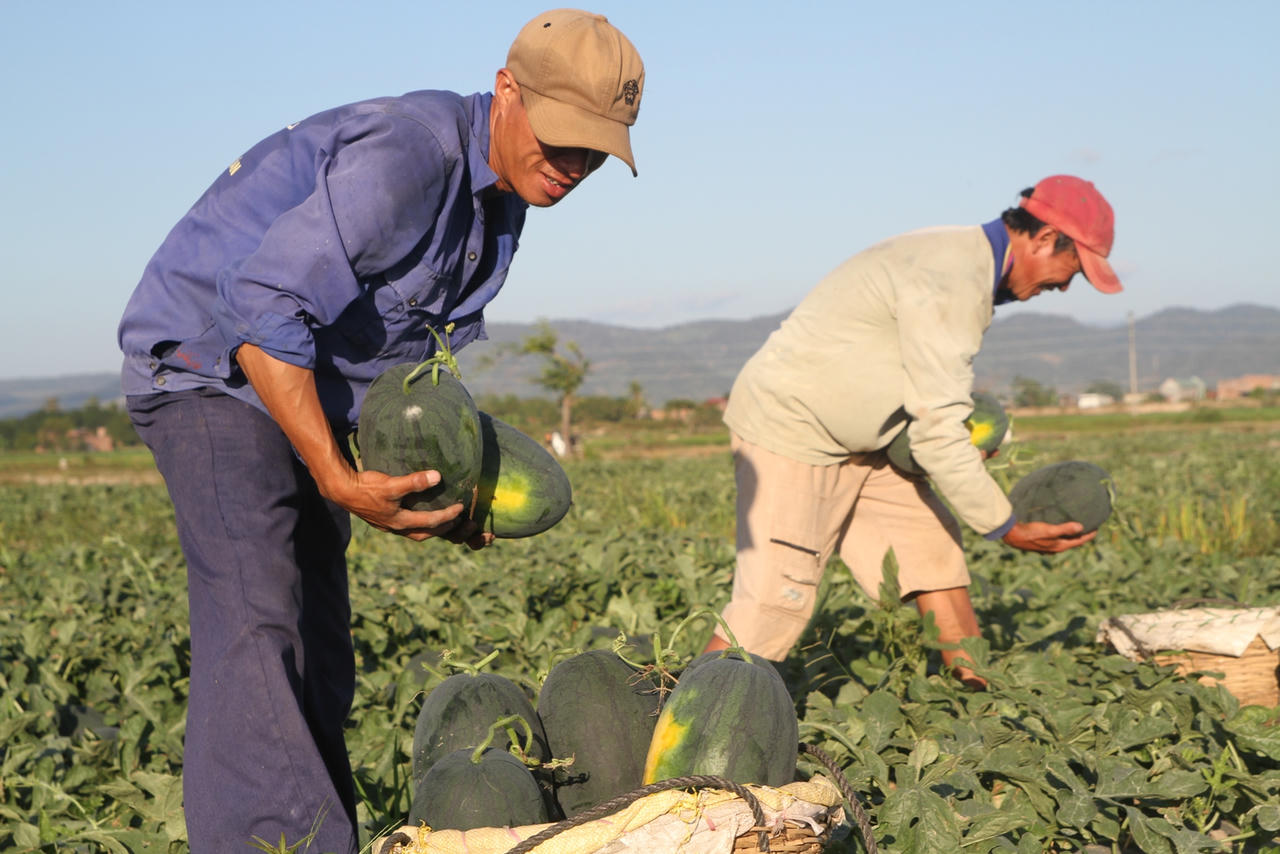 Gia Lai: Nhức nhối tình trạng đòi 'bảo kê' tại ruộng dưa của người dân
