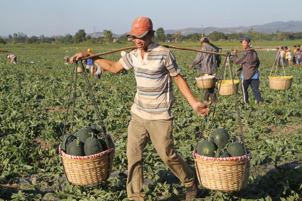Gia Lai: Nhức nhối tình trạng đòi 'bảo kê' tại ruộng dưa của người dân