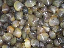 Kết quả hình ảnh cho tách vỏ hến siêu nhanh