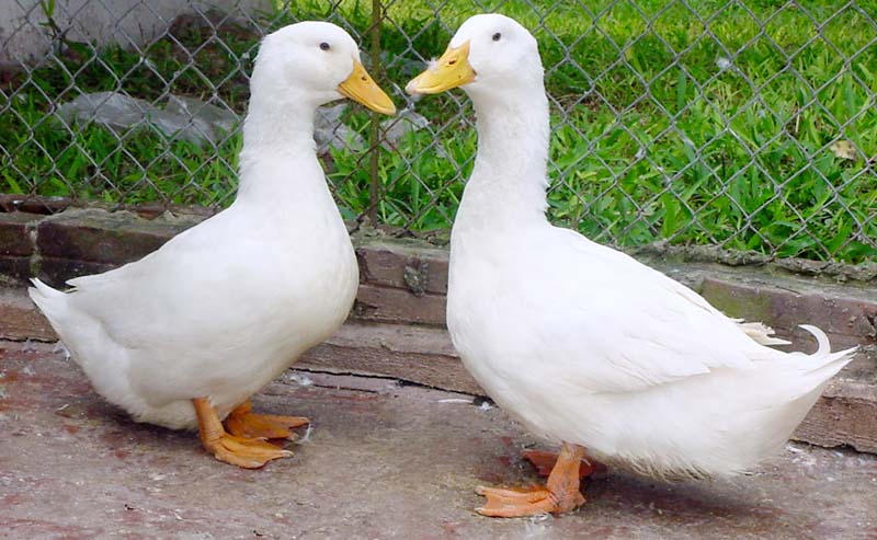 Hình ảnh có liên quan