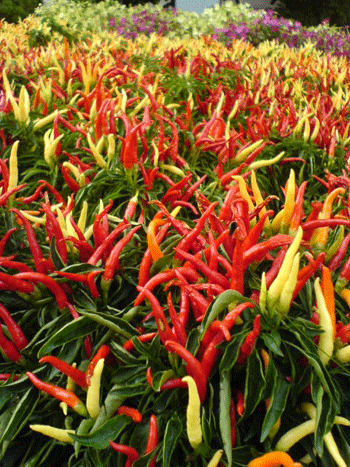 Hình ảnh có liên quan