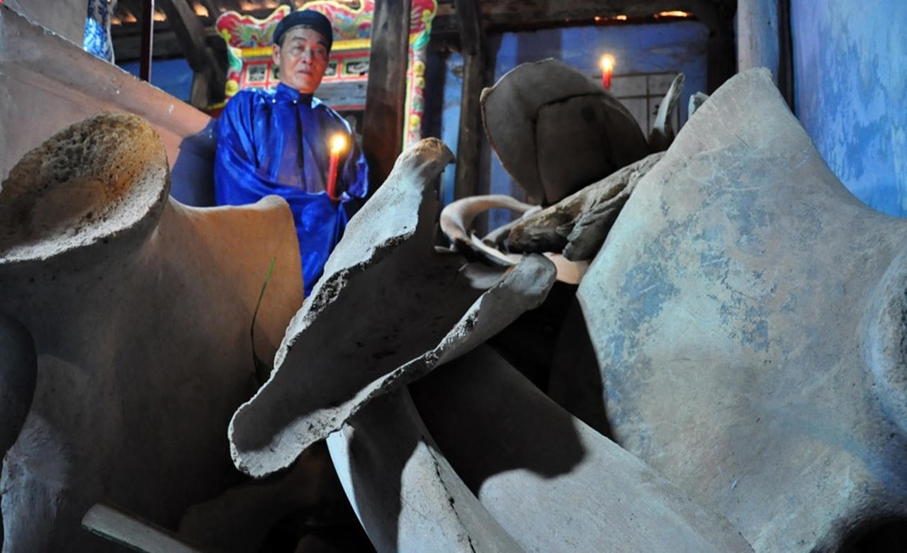 Chuyện ly kỳ về bộ xương cá voi khổng lồ ở đảo Lý Sơn