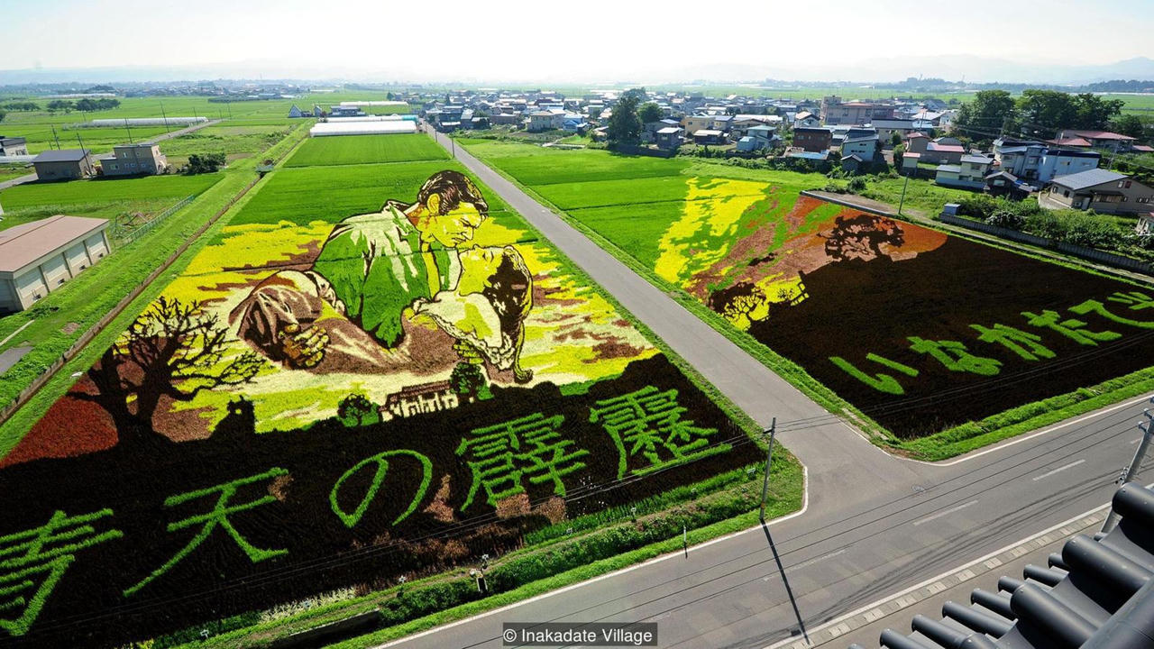 Tuyệt phẩm trên đồng lúa của nông dân Nhật