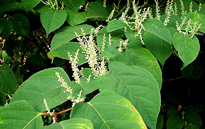 Kết quả hình ảnh cho Cây điền thất