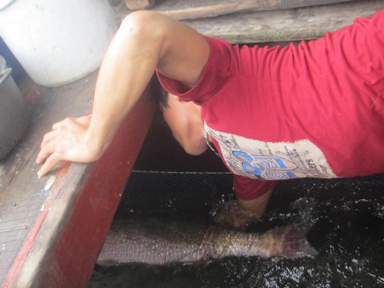 Ngư dân bắt được 'cá sủ vàng' vỡ mộng bạc tỉ