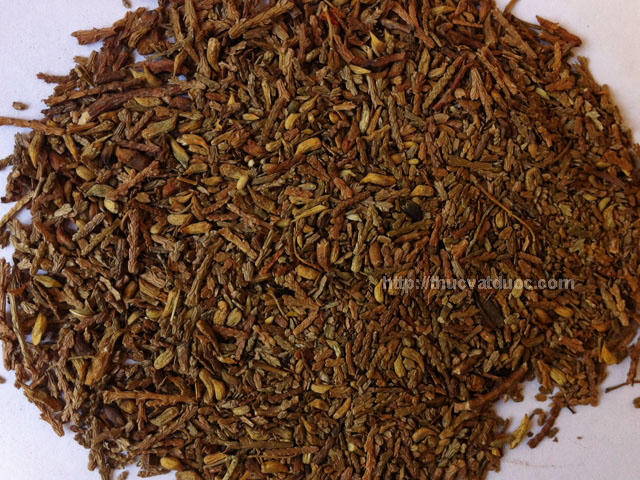 Kết quả hình ảnh cho Hạt trắc bách