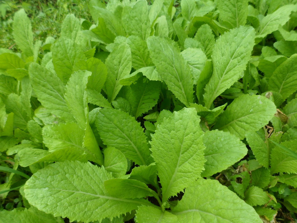 Kết quả hình ảnh cho cải canh