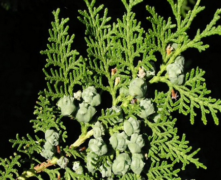 Kết quả hình ảnh cho Hạt trắc bách