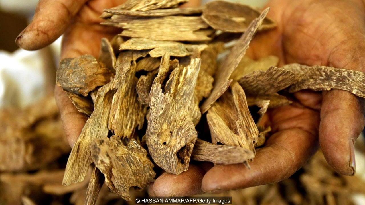 Trầm hương- “Món vàng” hấp dẫn cả thế giới