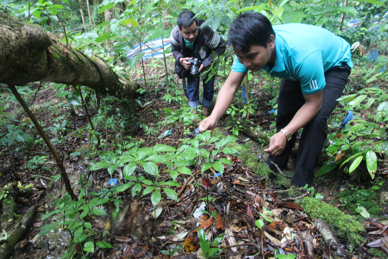 Chỉ mặt 4 “sâm tặc” gây án giữa rừng xanh
