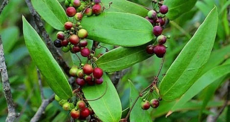 Kết quả hình ảnh cho củ khúc khắc