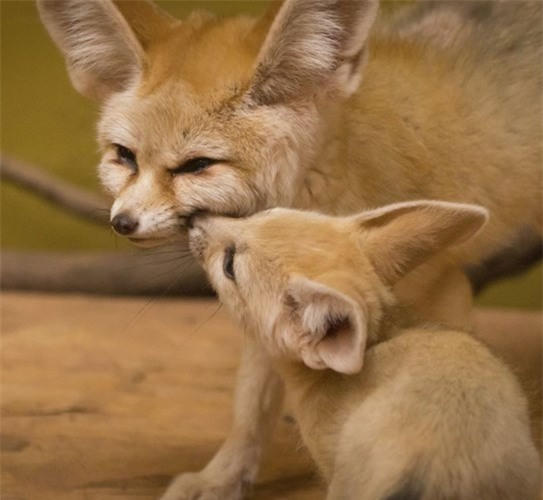 Dạo chơi giữa thiên nhiên kỳ thú tại FLC Zoo Safari Park 