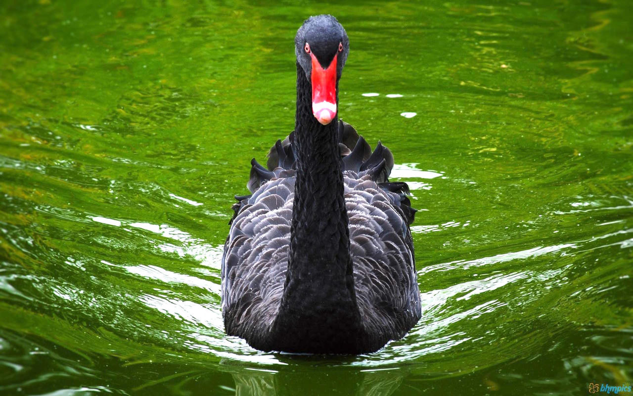 Dạo chơi giữa thiên nhiên kỳ thú tại FLC Zoo Safari Park 