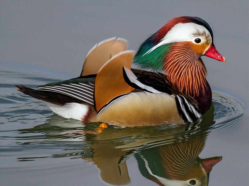 Dạo chơi giữa thiên nhiên kỳ thú tại FLC Zoo Safari Park 