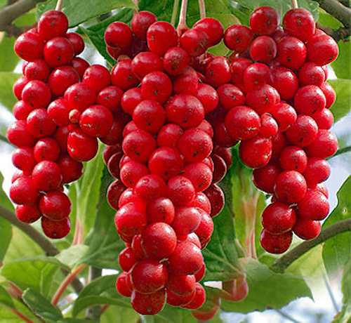 Kết quả hình ảnh cho Ngũ vị tử