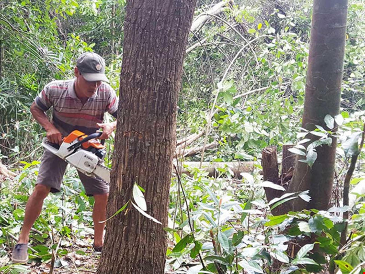 Phó Thủ tướng yêu cầu làm rõ thông tin phá rừng để nuôi bò ở Phú Yên