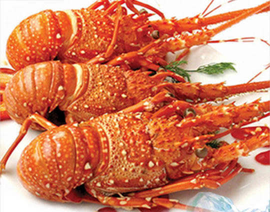 Kết quả hình ảnh cho tôm hùm