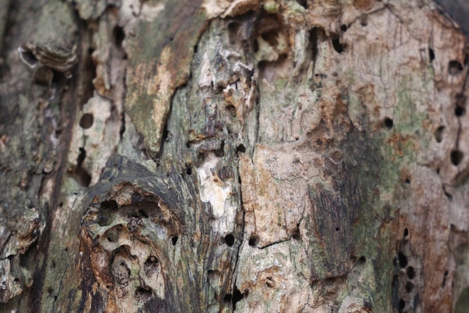 “Lộc trời” trăm tỷ nguy cơ chết khô, các bên vẫn mải tranh cãi phương án chia tiền