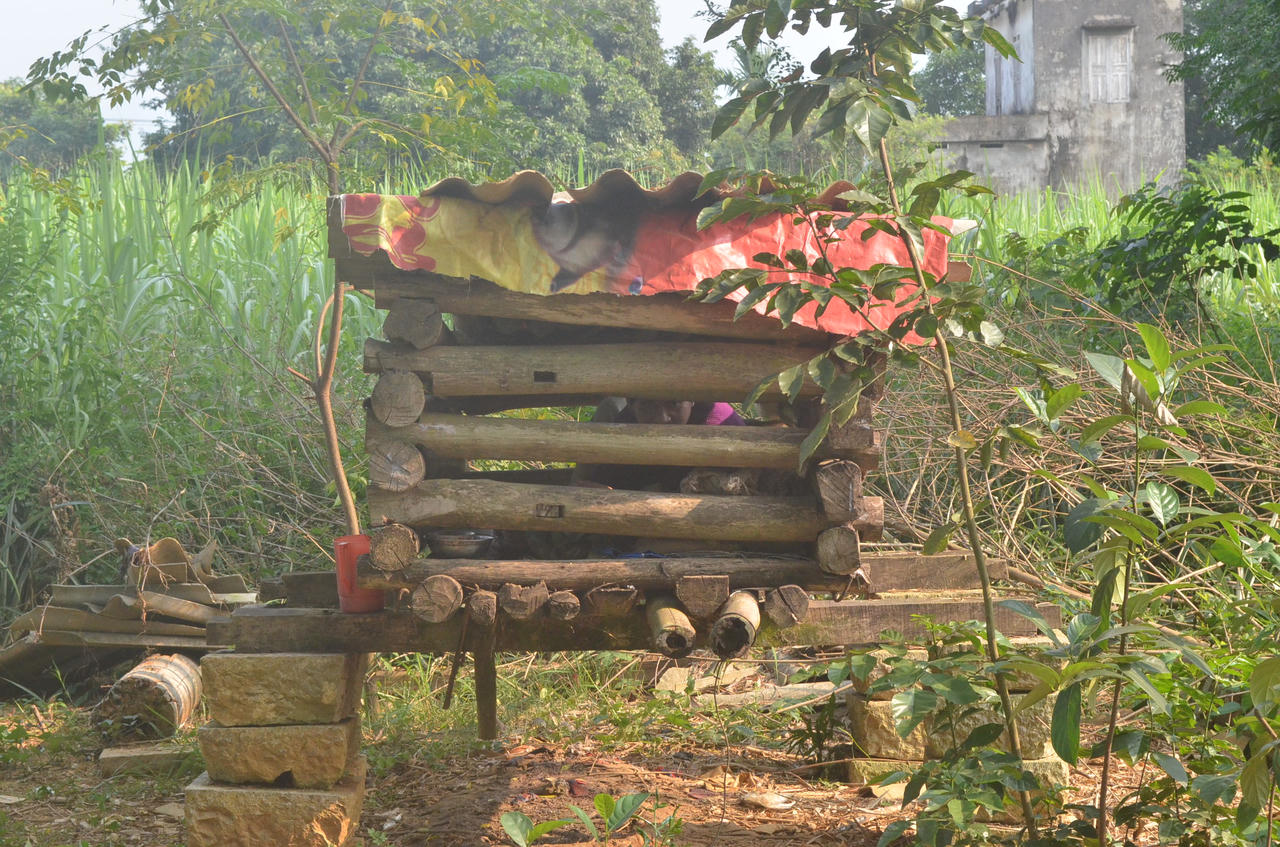 Bi kịch của người điên sống trong cũi và nỗi đắng đót của người tỉnh