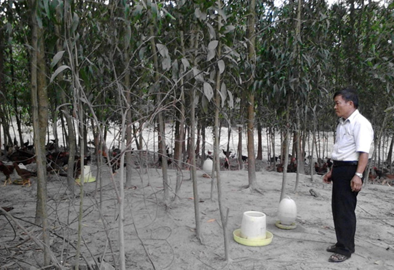 Bỏ túi 500 triệu mỗi năm nhờ “cộng sinh” thả bèo, nuôi gà, trồng keo