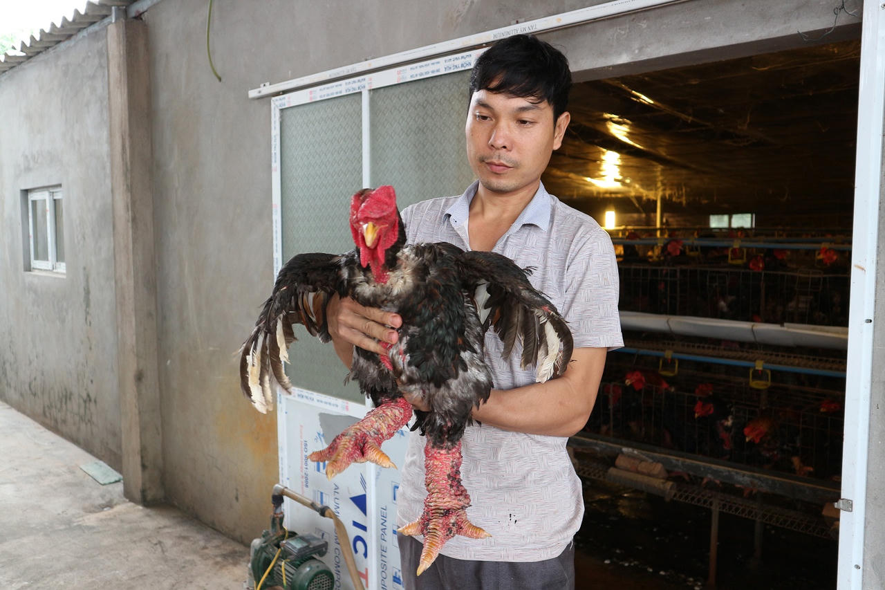 Kiếm tiền tỷ nhờ thụ tinh nhân tạo cho gà Đông Tảo