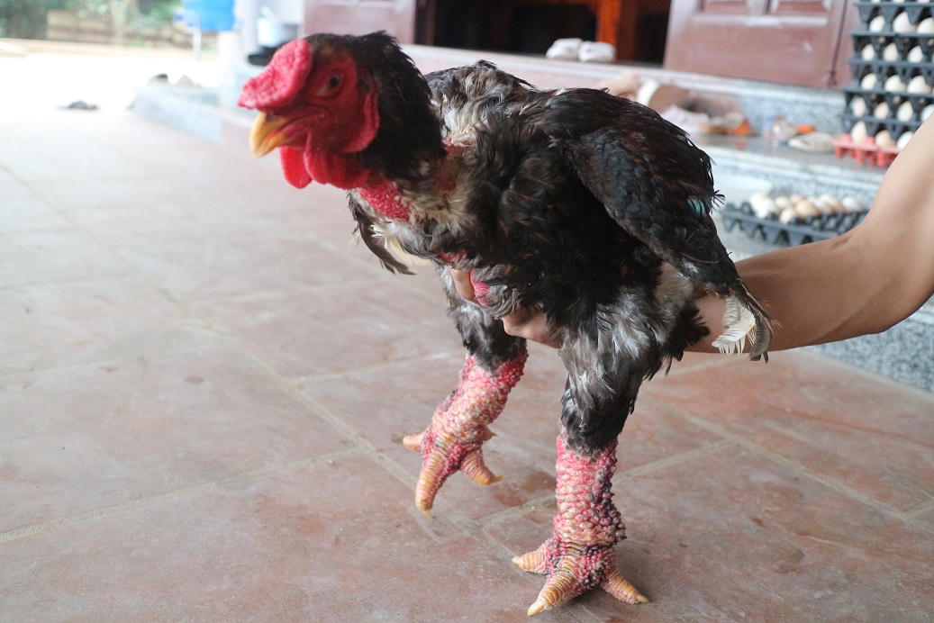 Kiếm tiền tỷ nhờ thụ tinh nhân tạo cho gà Đông Tảo