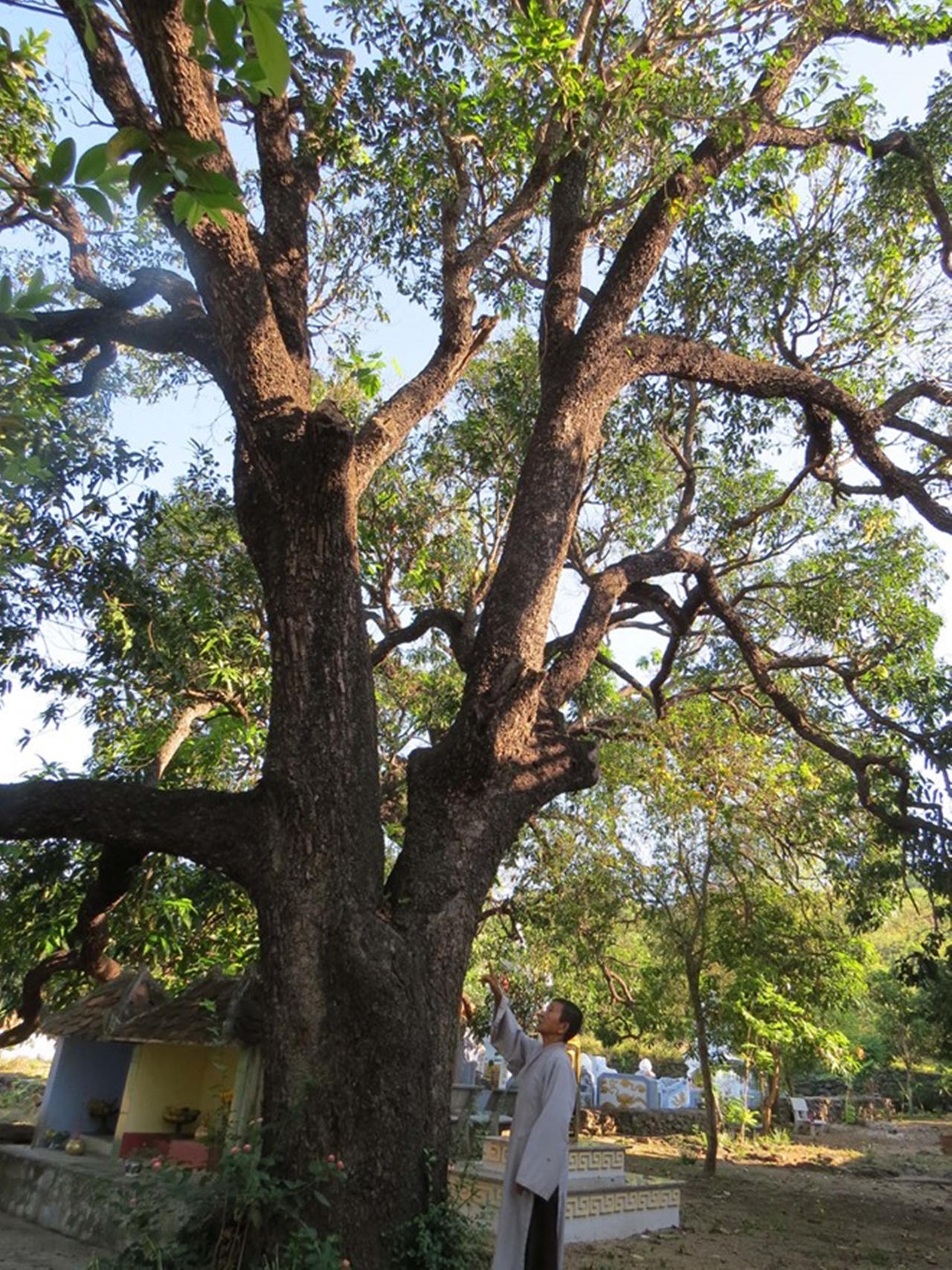 Huyền thoại xoài tiến vua thơm ngon ở chùa cổ Đá Trắng