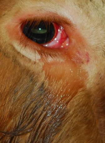 Những câu chuyện nhân quả, nghiệp báo và sự vi diệu của phật pháp nhiệm mầu