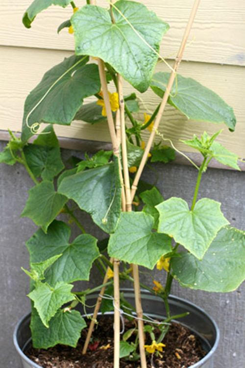 cach trong dua chuot tai nha sau hon 1 thang thu hoach ca ro - 4