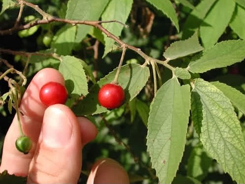 Hình ảnh có liên quan