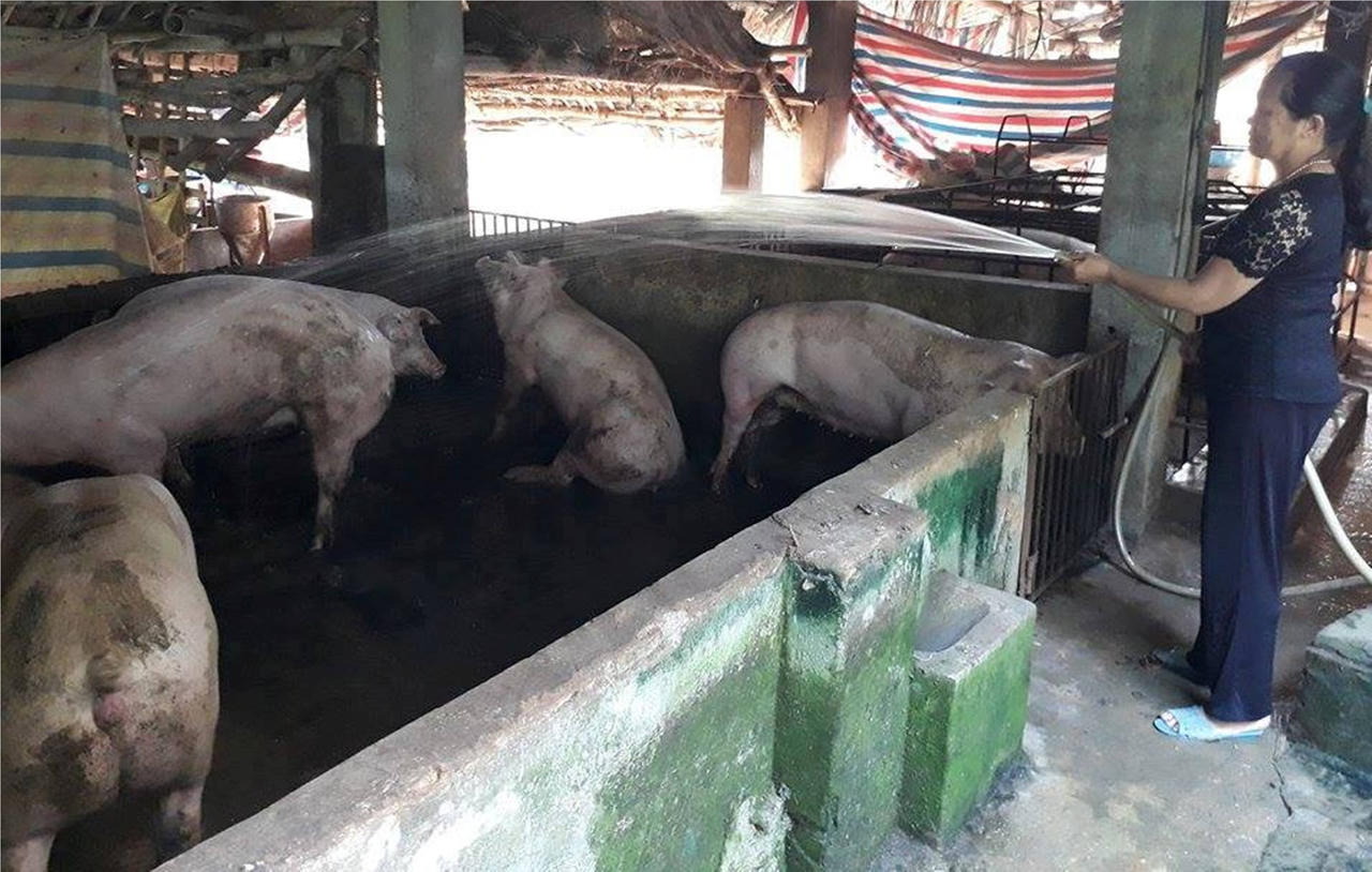 Lợn rớt giá, nông dân bỏ làng đi làm osin, lợn đói nằm... chờ chết