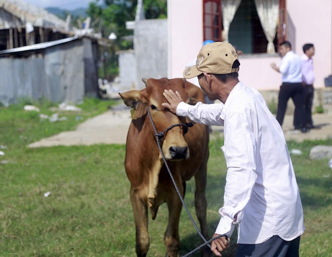 Tập đoàn FLC trao bê giống cho 6 huyện ở Bình Định