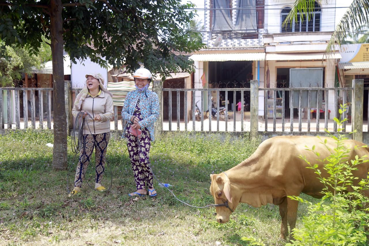 Tập đoàn FLC trao bê giống cho 6 huyện ở Bình Định