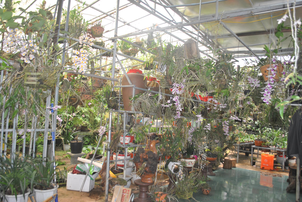 Người đàn ông làm việc ngược đời “chở lan vào rừng”