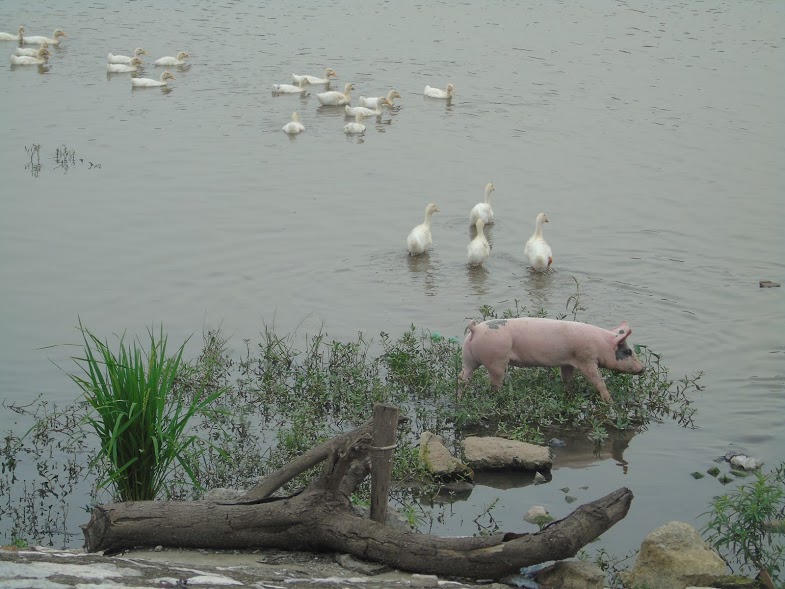 Hà Nội: Dự án cải tạo hồ Định Công chưa khánh thành đã xuống cấp nghiêm trọng