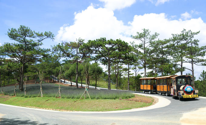 Vườn hoa oải hương tím biếc giữa trung tâm Đà Lạt