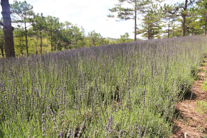 Vườn hoa oải hương tím biếc giữa trung tâm Đà Lạt