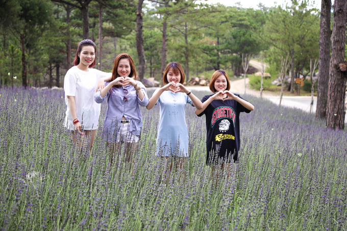 Vườn hoa oải hương tím biếc giữa trung tâm Đà Lạt